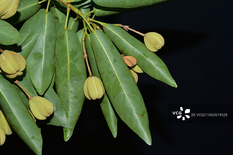 南方珍稀园林绿化树种-Reevesia thyrsoidea 两广梭罗树图片素材