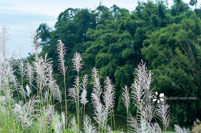 肇庆四会的芦苇图片素材