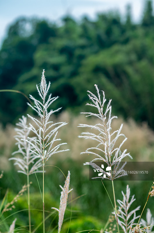 肇庆四会的芦苇图片素材