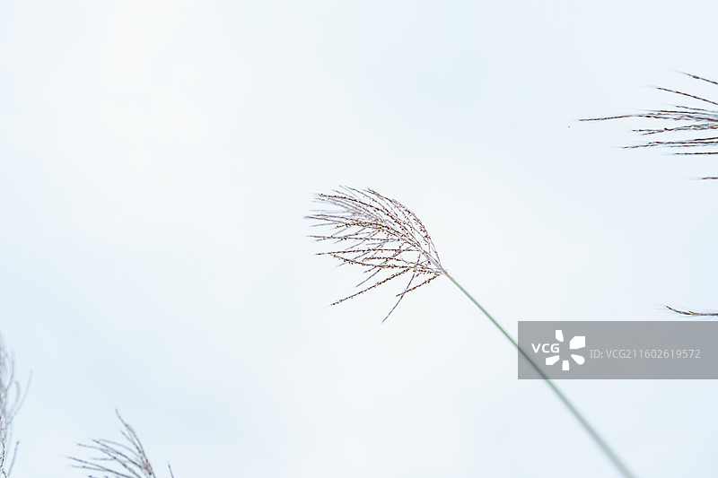 肇庆四会的芦苇图片素材