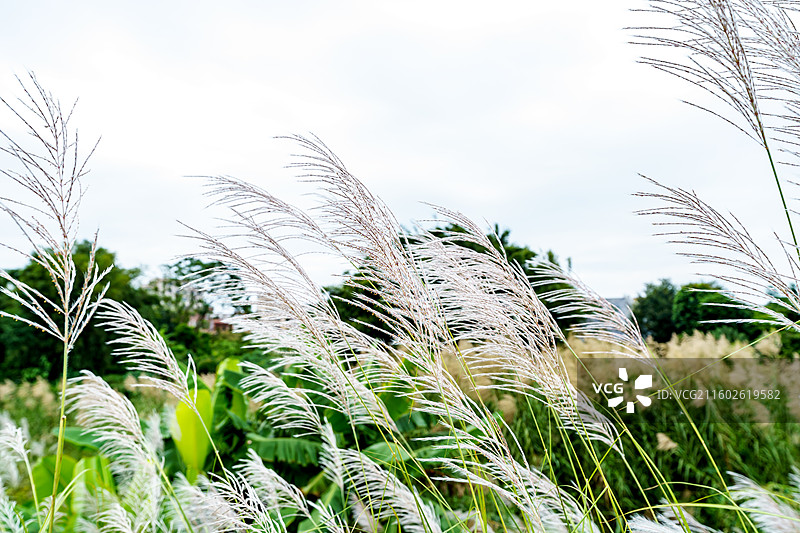 肇庆四会的芦苇图片素材