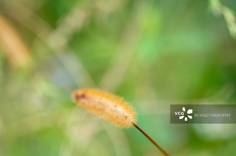 肇庆四会的芦苇图片素材