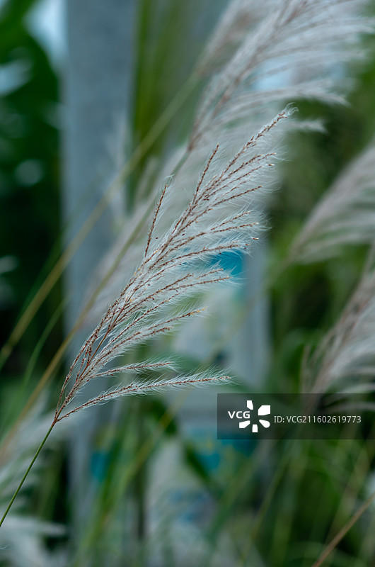 肇庆四会的芦苇图片素材