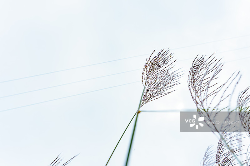 肇庆四会的芦苇图片素材