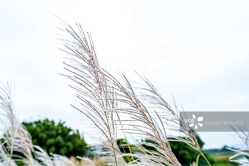 肇庆四会的芦苇图片素材