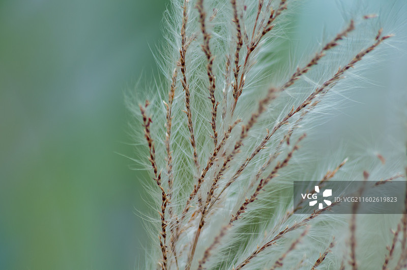 肇庆四会的芦苇图片素材