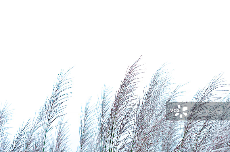 肇庆四会的芦苇图片素材