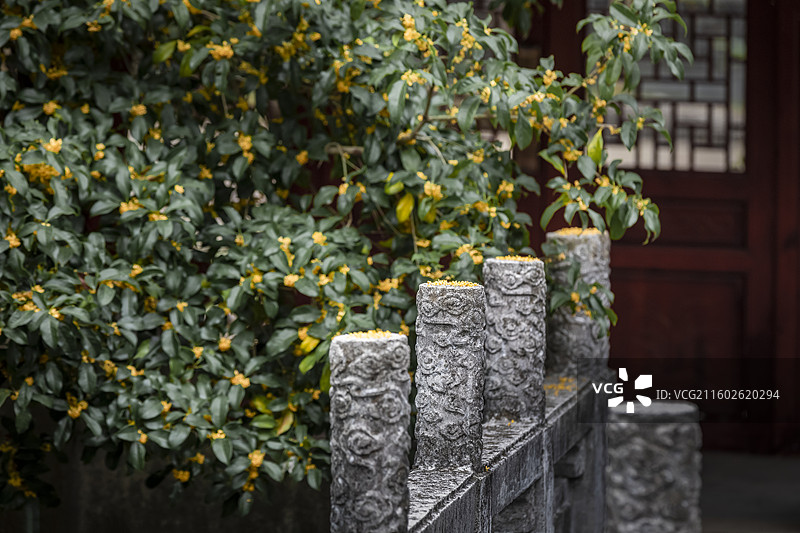 无锡开原寺桂花图片素材