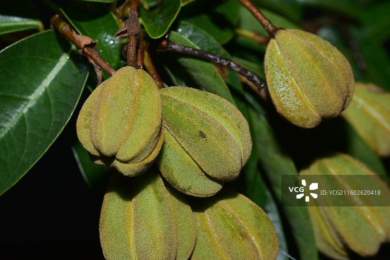 南方珍稀园林绿化树种-Reevesia thyrsoidea 两广梭罗树图片素材