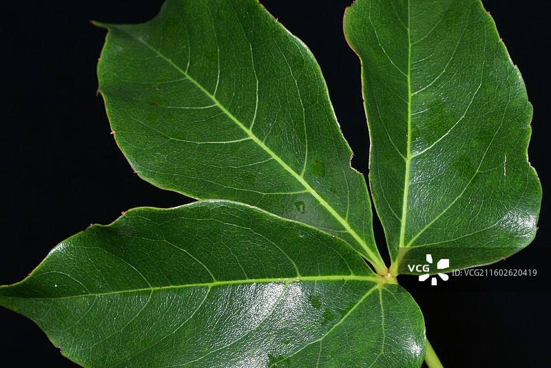 南方珍稀园林绿化树种-爬山虎-地锦图片素材