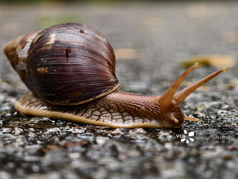在地面爬行的非洲大蜗牛特写图片素材