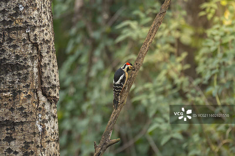 圭峰寺树干上的大斑啄木鸟图片素材