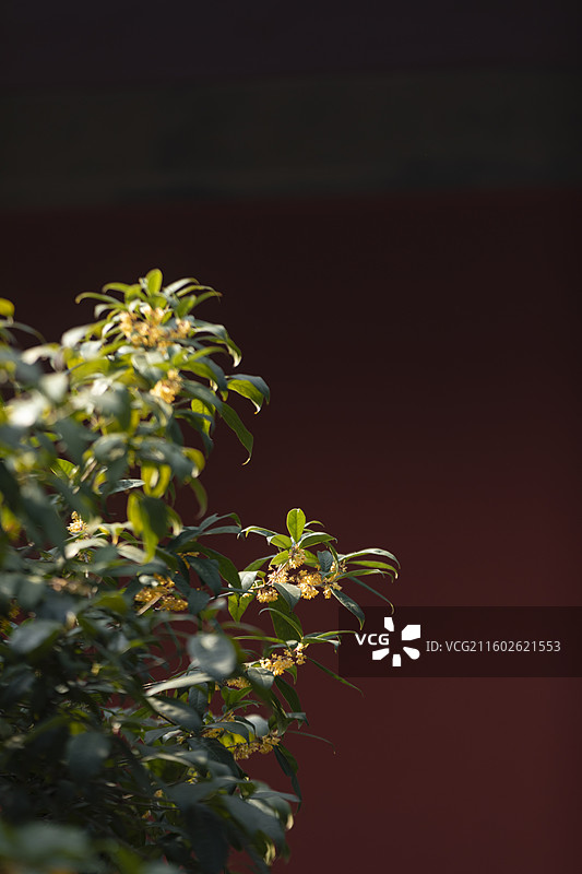 金陵的桂花开了图片素材