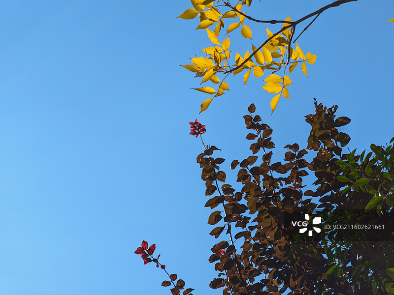 秋天，小区绿化树白蜡树叶子黄了图片素材