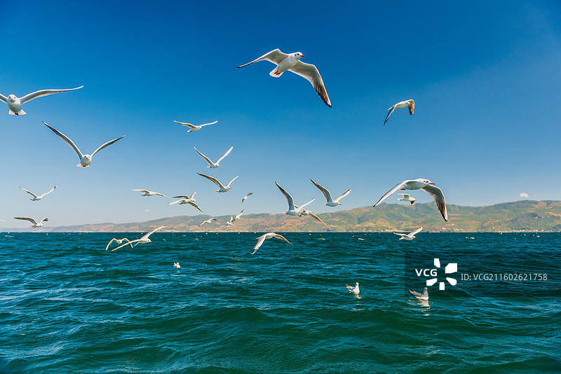 云南玉溪抚仙湖海鸥图片素材