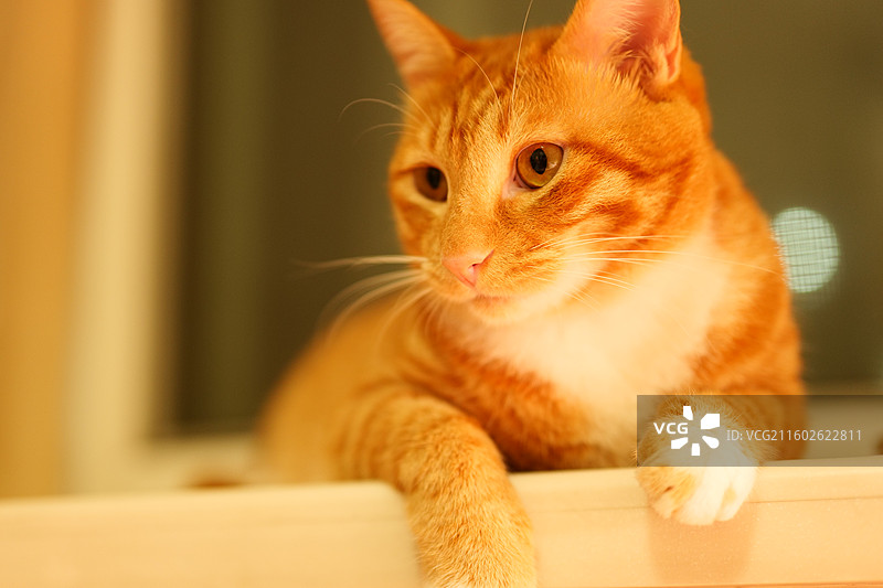 一只橘猫图片素材