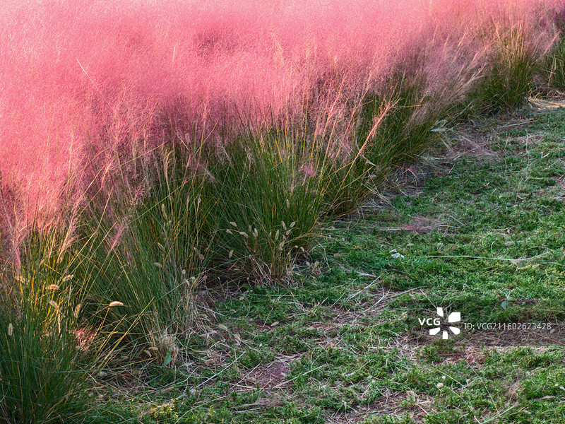 秋天莒县沭河公园的粉黛乱子草图片素材