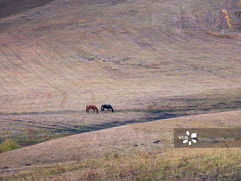 坝上牧马图图片素材