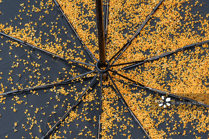 掉落在黑色雨伞上的金色桂花图片素材