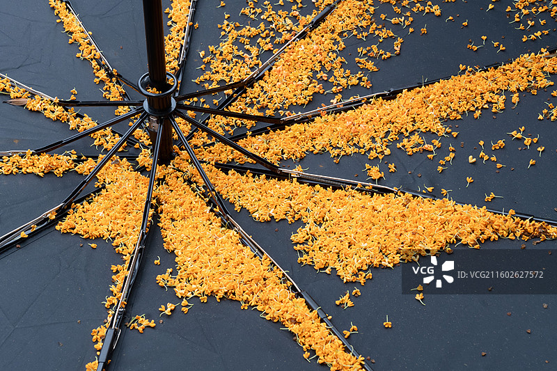 掉落在黑色雨伞上的金色桂花图片素材