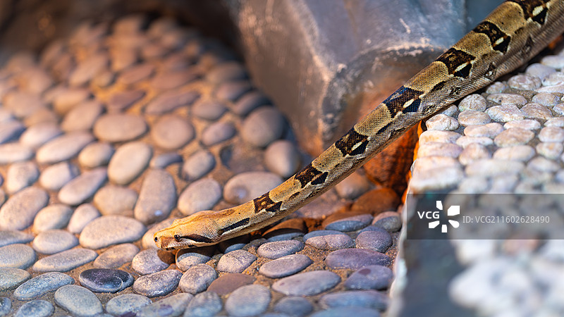 红尾蚺图片素材