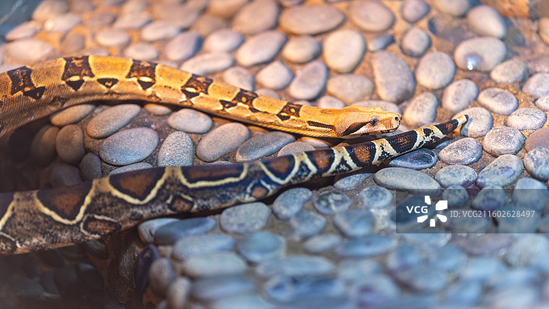 红尾蚺图片素材