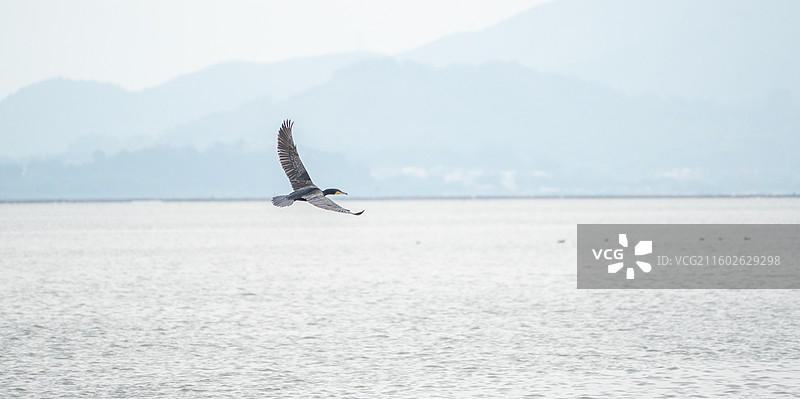 飞来深圳湾公园过冬的鸬鹚鱼鹰图片素材