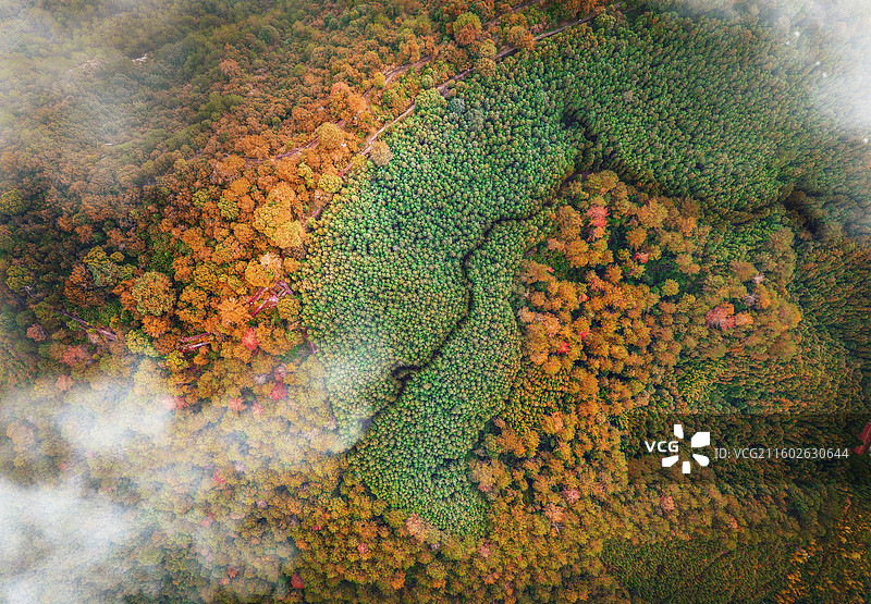 森林心脏—摄于闽中西部自然保护区山丘。不同作用林与林间小径组成平面构成，共筑色彩丰富且有意思的景观。图片素材