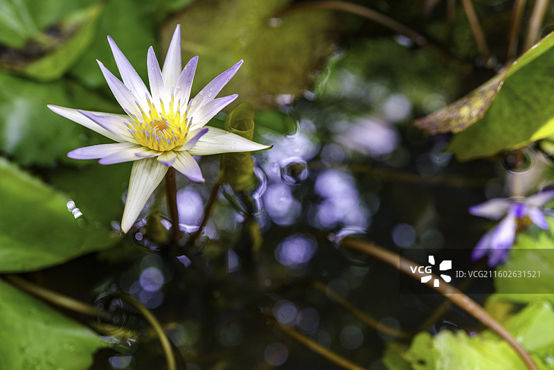 广西壮族自治区梧州市花园内盛开的睡莲“黑美人”图片素材