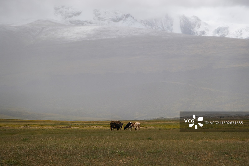 西藏阿里地区希夏邦马峰下的放牧草原图片素材