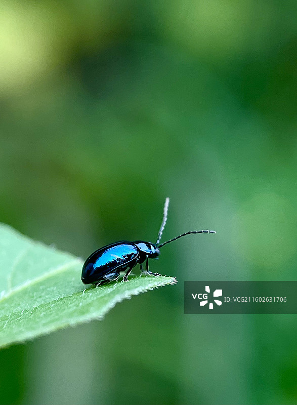 绿光里的蓝精灵图片素材