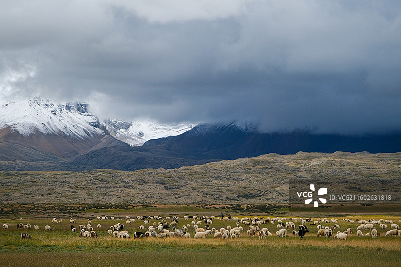 西藏阿里地区希夏邦马峰下的放牧草原图片素材