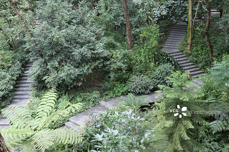 成都植物园晨露粉色芙蓉花海全开实拍图片素材