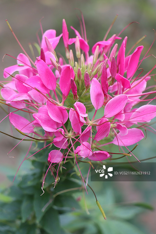 成都植物园晨露粉色芙蓉花海全开实拍图片素材