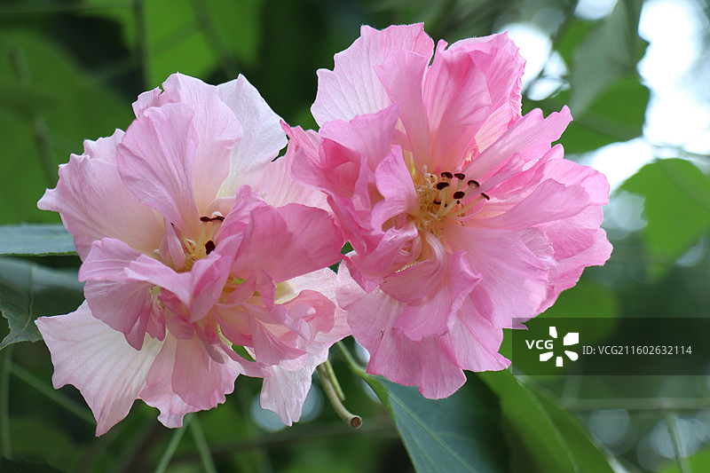 成都植物园晨露粉色芙蓉花海全开实拍图片素材