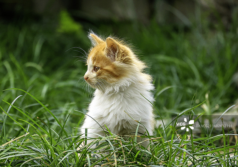 喵界小王子图片素材