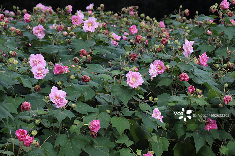 成都植物园晨露粉色芙蓉花海全开实拍图片素材