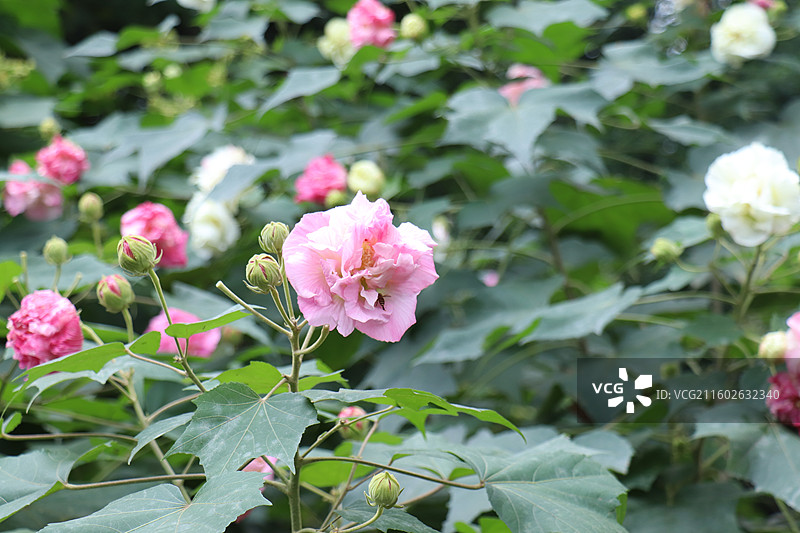 成都植物园晨露粉色芙蓉花海全开实拍图片素材