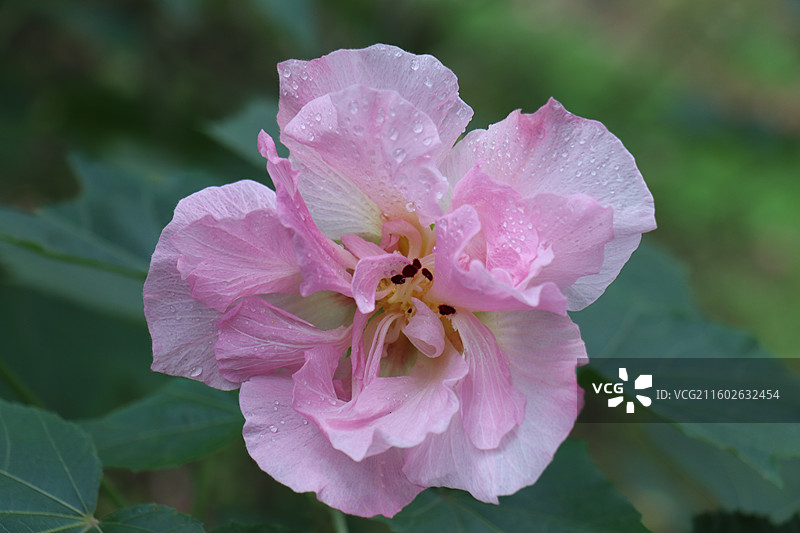 成都植物园晨露粉色芙蓉花海全开实拍图片素材
