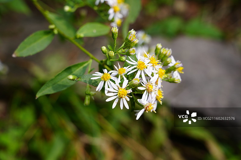 宁波 奉化 溪口镇 雪窦山 山区 三十六湾村 高山花园村 旅行 风景图片素材