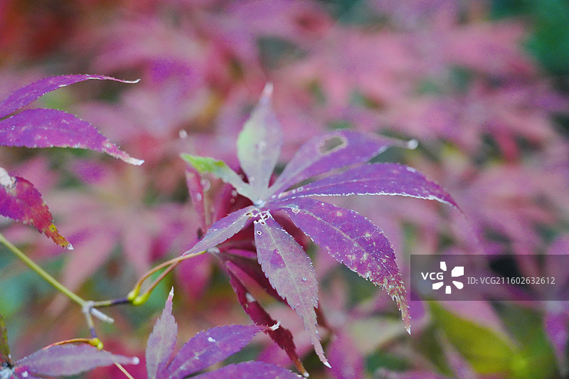 宁波 奉化 溪口镇 雪窦山 山区 三十六湾村 高山花园村 旅行 风景图片素材
