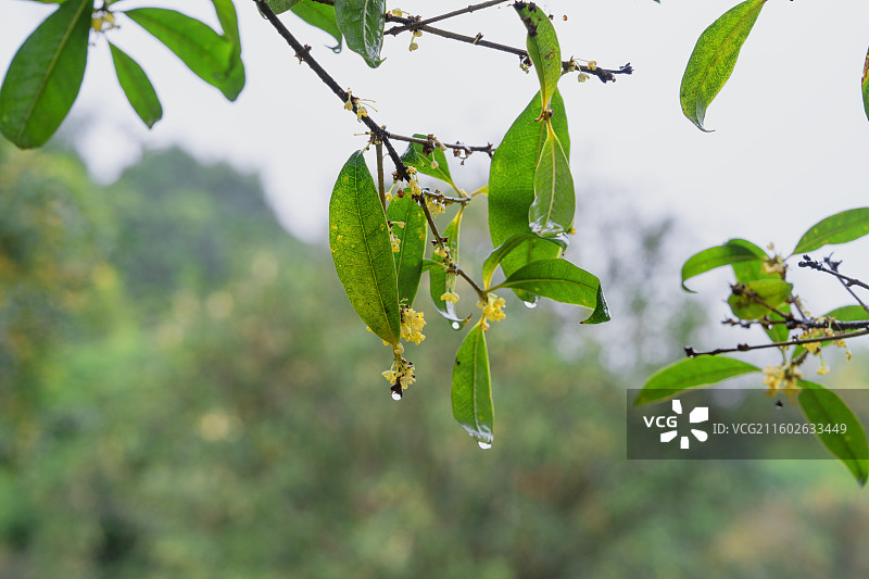 广西南宁市中雨壁纸图片素材