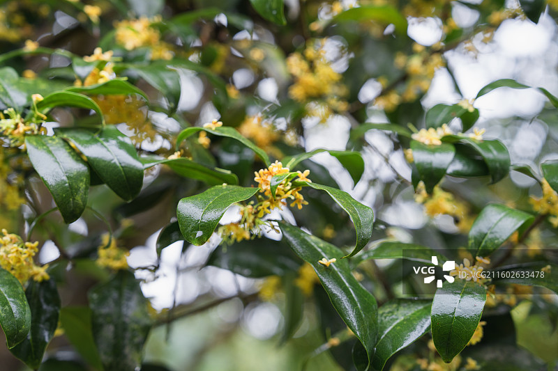 广西南宁市中雨壁纸图片素材