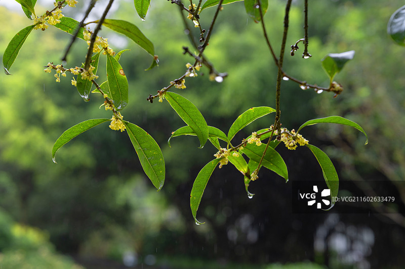广西南宁市中雨壁纸图片素材