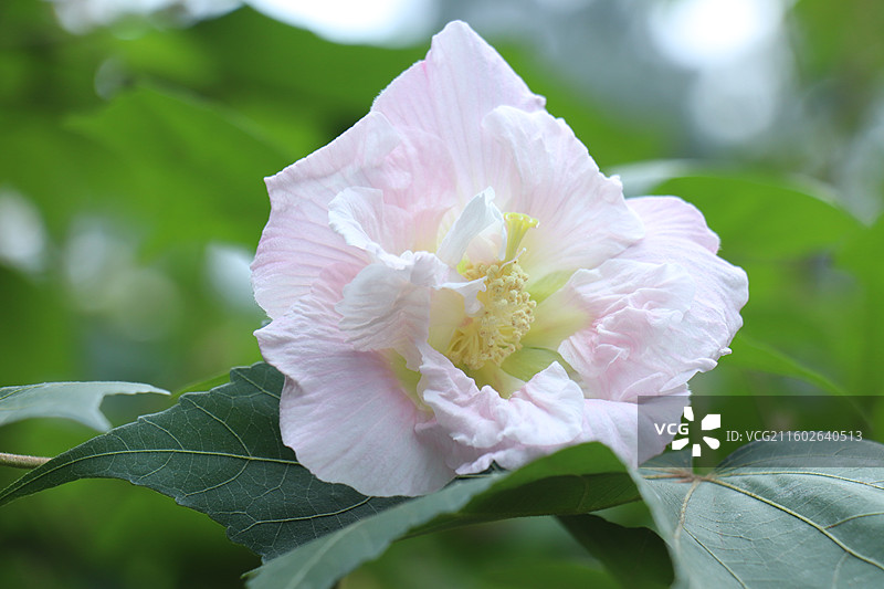 成都植物园晨露粉色芙蓉花海全开实拍图片素材