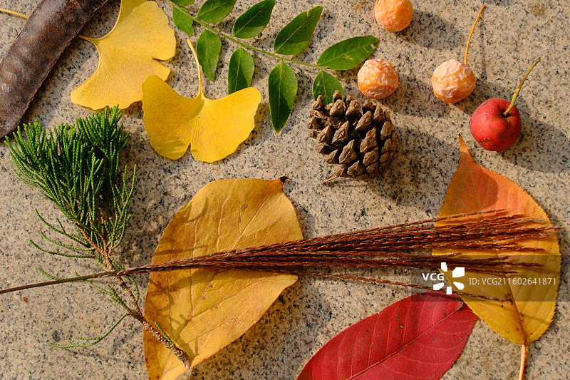 石家庄植物园秋天的调色盘。捡秋落叶果实果子。银杏叶果山楂皂荚皂角松柏图片素材