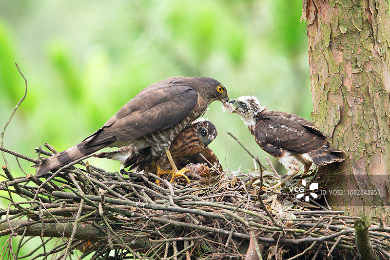 弱肉强食  松雀鹰图片素材