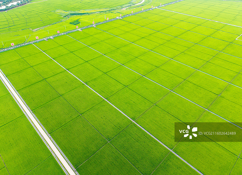 中国吉林省吉林市永吉县万昌镇农场万昌东北大米稻田夏季航拍正上方视角图片素材