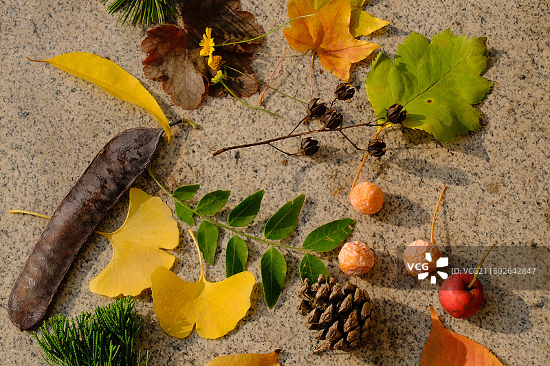 石家庄植物园秋天的调色盘。捡秋落叶果实果子。银杏叶果山楂皂荚皂角松柏图片素材