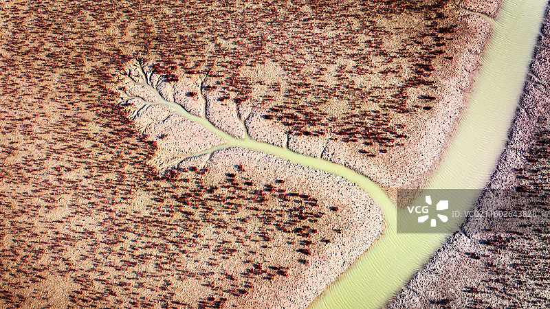 黄河入海口红海滩上的潮汐树图片素材